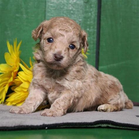 Toy / MIni Poodles | OMAHA POODLES