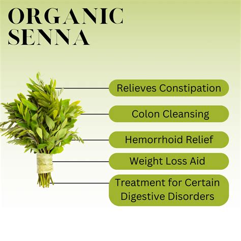 What is Senna Leaf? - History, Benefits, and More | Full Leaf Tea Company