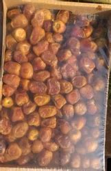 FRESH DATES & WET DATES and FISHING MATERIAL NET & EQUIPMENT ...