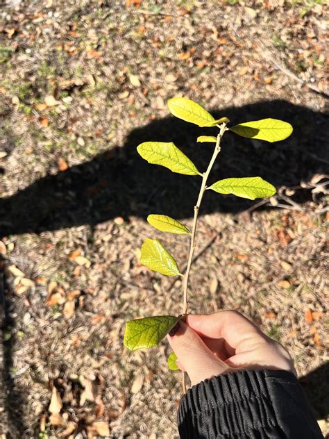 Why is this live oak growing vines that hang down? : r/arborists