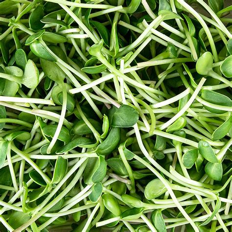 dikemas dengan bunga matahari microgreens, daun/bibit yang sangat muda ...