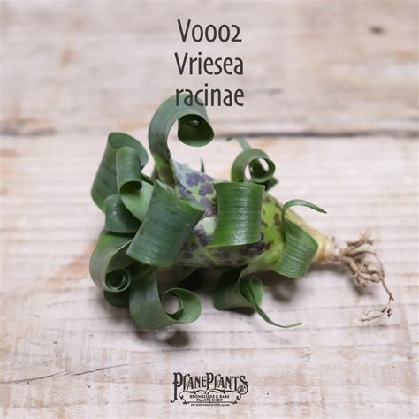 【送料無料】racinae〔フリーセア〕現品発送V002 | plane plants