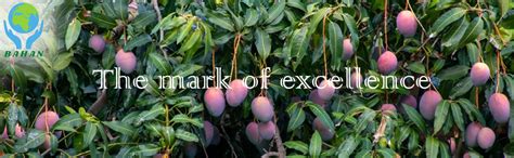 Bahan Traders Plants, Seeds & Bulbs Mango Plant, Thailand Exclusive All ...
