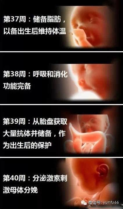 1一40周胎儿发育图片_怀孕图一至十个月 - 随意云