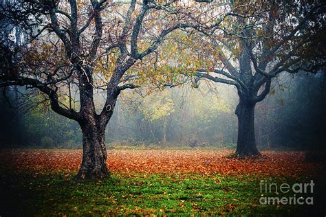 Image result for Two Crossed Trees