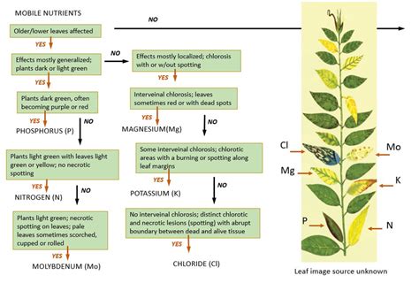 Image result for Leaf Visual Library