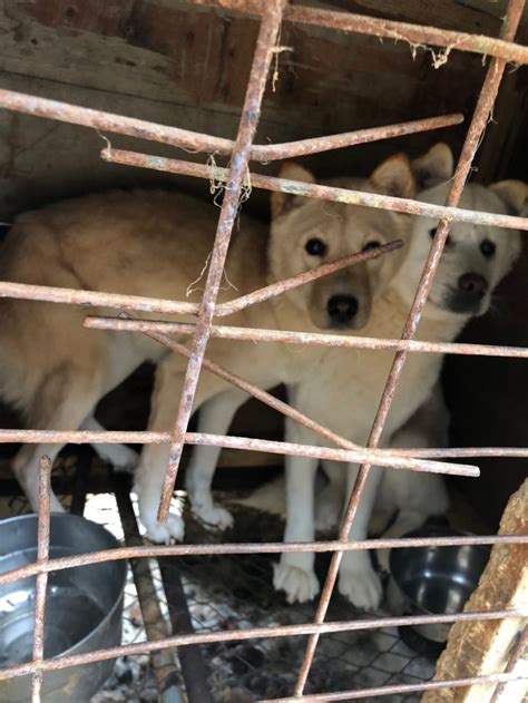 Image result for Dogs Getting Slaughtered