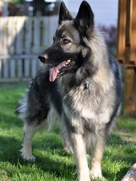 Shiloh Shepherd - Training Course on Shiloh Shepherd