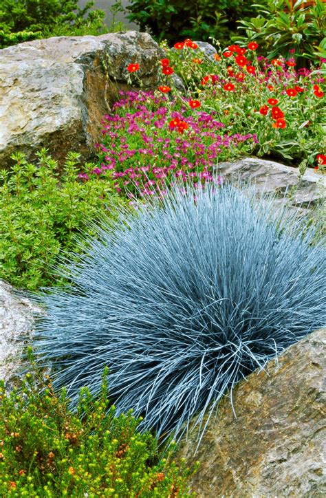 Best Drought Tolerant Grass