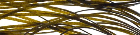 Algae and their composition: what are the benefits in cosmetics?