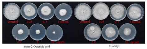 Evaluation of Bacillus subtilis Czk1 Metabolites by LC–MS/MS and Their ...