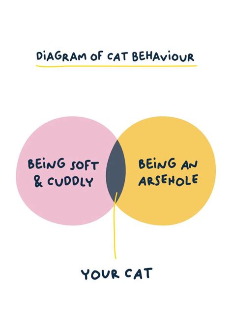 Image result for Cat Behaviour