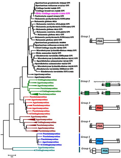 Chitosan Is Necessary for the Structure of the Cell Wall, and Full ...
