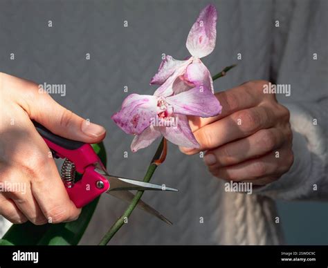 Close up pruning damaged orchid flowers with scissors. Home gardening, orchid breeding. Dry deep ...
