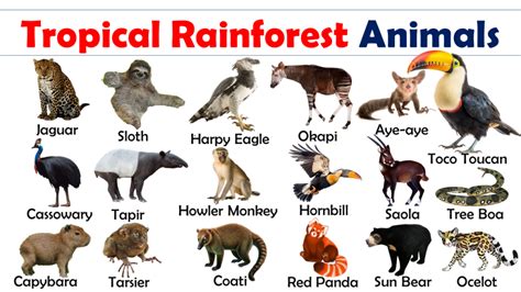 List of Tropical Rainforest Animals Vocabulary - Vocabulary Point