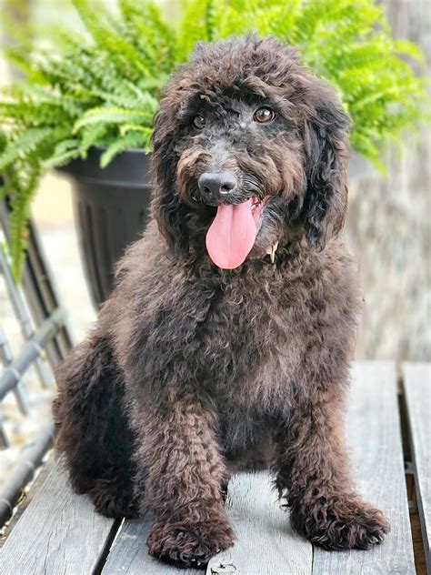 Black Goldendoodle Puppy