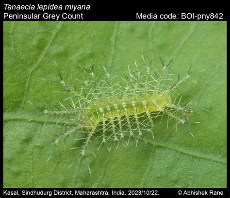 Tanaecia lepidea miyana | Butterfly
