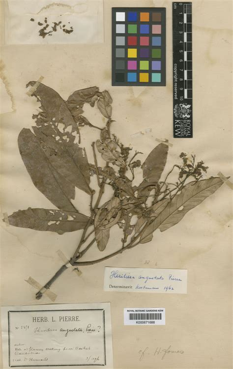 Heritiera angustata Pierre | Plants of the World Online | Kew Science
