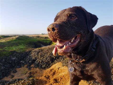What Is The Life Expectancy Of A Chocolate Labrador
