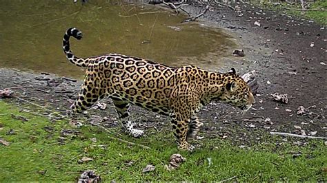 Jaguar Remote Programming 的图像结果