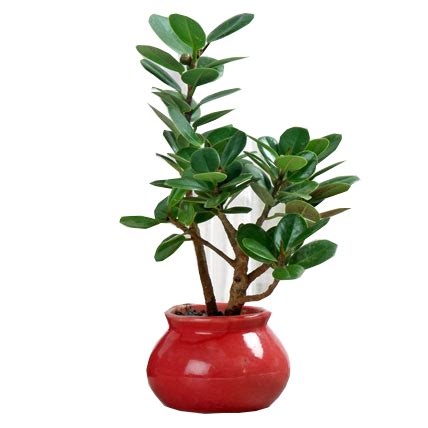 Online Green Ficus Dwarf Be Delivery | GoGift
