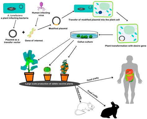 Molecular Farming for Immunization: Current Advances and Future ...