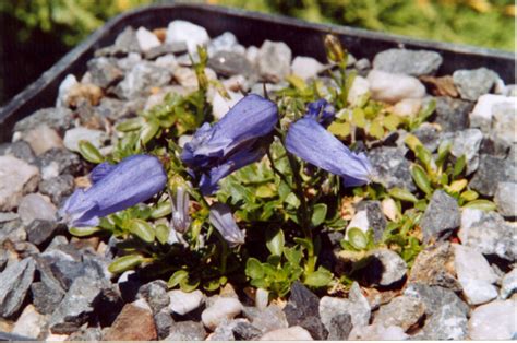 Favratia zoysii (Wulfen) Feer | Plants of the World Online | Kew Science