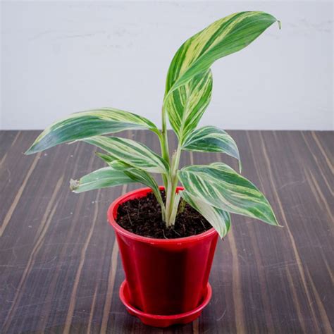 Sangu Poo , Gokarna (Blue) - Plant in Medicinal plants | Bumitraa ...