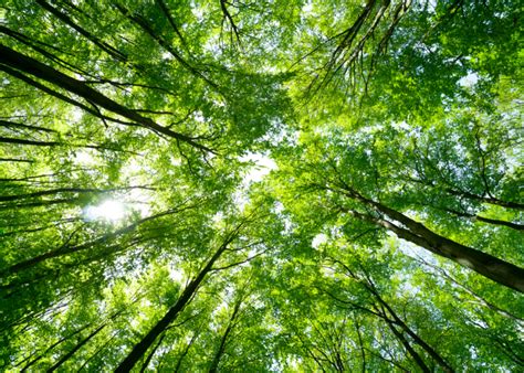 Institute for Desert Ecology and Environmental Research Foundation