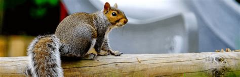 Image result for Squirrel Control