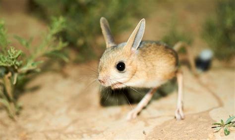 Long Eared Jerboa