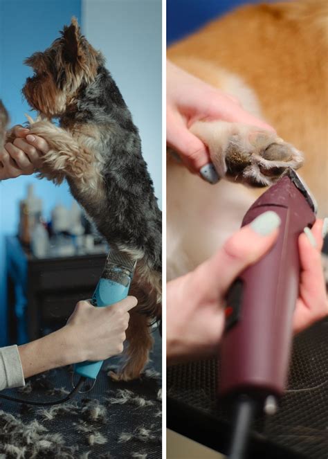Avoid Hairy Situations With These Best Dog Clippers!