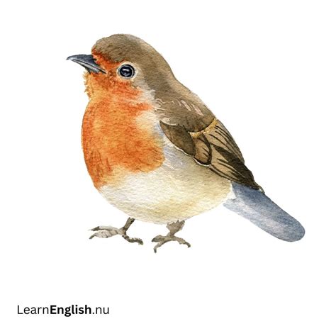 Bird Names in Spanish: 77 Birds in Spanish to English - learn spanish