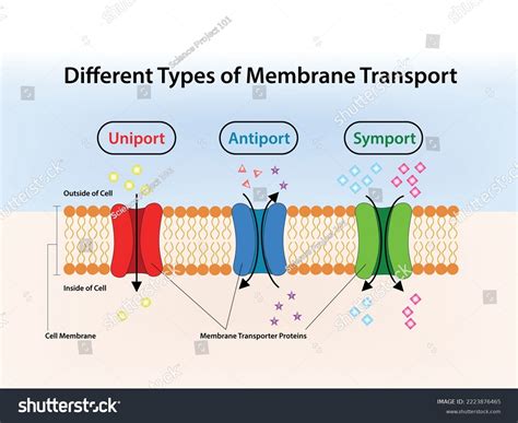 Different Types Membrane Transport Vector Illustration Stock Vector ...