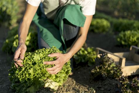 Head Lettuce Harvesting By Hand