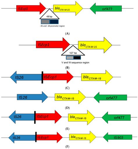 Genetic Environments of Plasmid-Mediated blaCTXM-15 Beta-Lactamase Gene ...