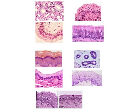 Epithelial Tissue Quiz