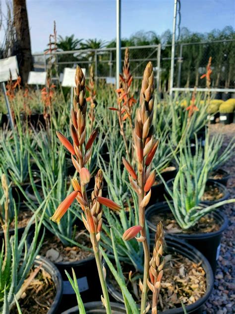 BLUE ELF ALOE (Aloe 'Blue Elf') - Treeland Nurseries