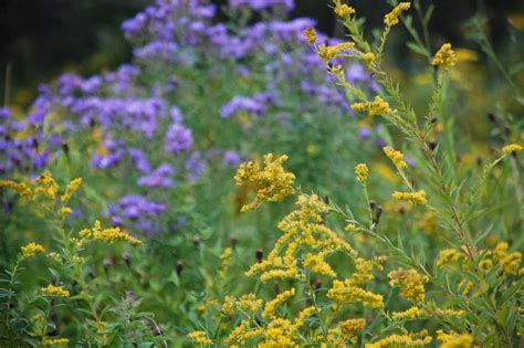 Central New York Nature Study: Goldenrod and New England Aster - Stars ...