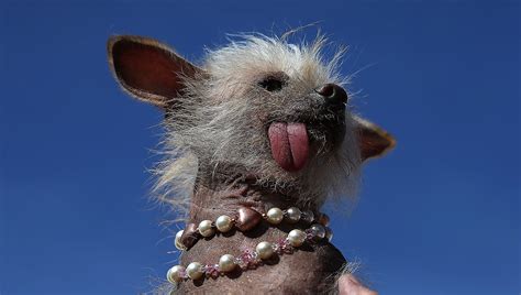 Photos from the World's Ugliest Dog contest