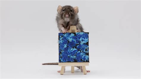 My incredible pet rats and their tiny paw paintings from this week ...