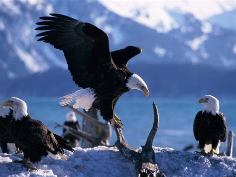 Bald Eagle Wallpapers - Wallpaper Cave