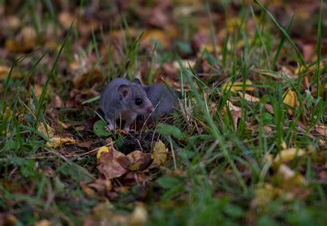 Autumn in Our Sanctuaries - FOUR PAWS International - Animal Welfare ...