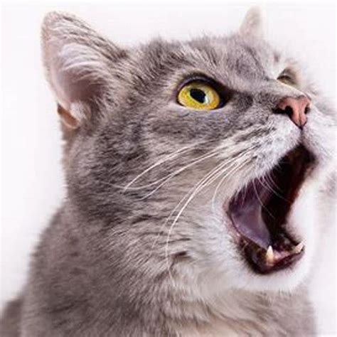 Image result for How to Help a Panting Cat