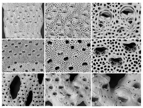 Antarctic Bioconstructional Bryozoans from Terra Nova Bay (Ross Sea ...