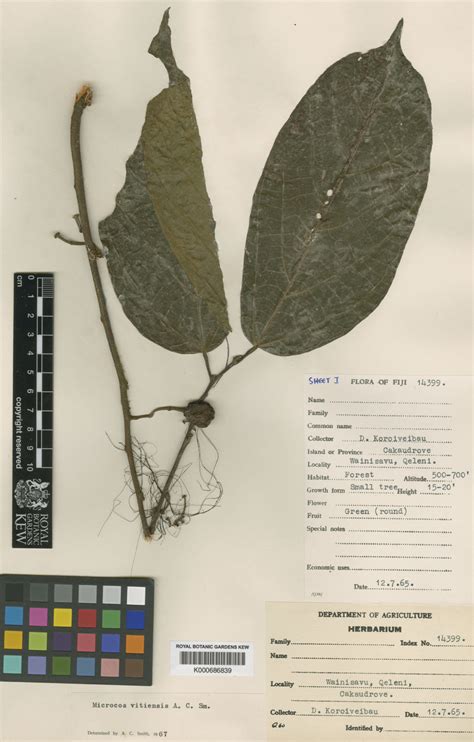 Microcos vitiensis A.C.Sm. | Plants of the World Online | Kew Science