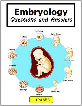 Image result for Embryonic Development Crash Course