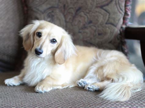 Adorable English Cream Long-haired Dachshunds