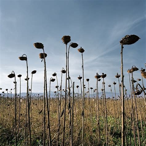 In Demetris Koilalous' portraits and landscapes, he reflects the ...