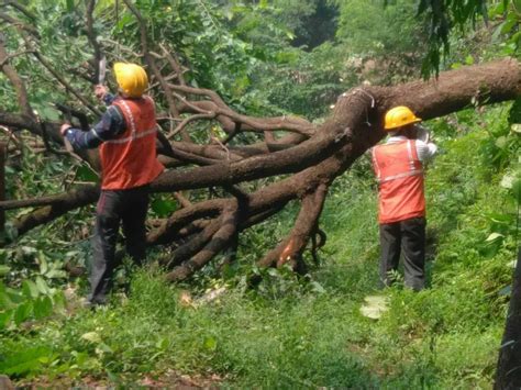 Protests Across Mumbai As BMC Approves Cutting Of 2,700 Trees In Aarey ...